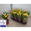 product/img.floraplaza.nl/119315-14-LIVE_fotos-0x4367112AE95E4BA8D300CBA13B44AFB4F2D03599.jpg