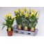 product/img.floraplaza.nl/119315-14-LIVE_fotos-0xBE2194E495A8DD85188A93D153CAF17CAFD8D0A3.jpg