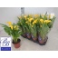 product/img.floraplaza.nl/119315-14-LIVE_fotos-0xF9F6EE8516BC1EFF9417814133D734AD8455F73C.jpg