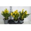product/img.floraplaza.nl/119315-19-LIVE_fotos-0x4BC00D9D11A327B76292C4EDCBC31D678FA7DDA6.jpg
