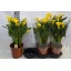 product/img.floraplaza.nl/119315-19-LIVE_fotos-0x7B7B97F80BF90A2AC05D2CFAD0997D5CA8A35EF5.jpg