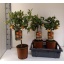product/img.floraplaza.nl/119354-21-LIVE_fotos-0xD878B7518D92B79F21513048894A7F7B5F0CD11F.jpg
