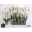 product/img.floraplaza.nl/119357-12-LIVE_fotos-0x789D126DCFBBBBF0EBE377F555C1BC861A53A344.jpg