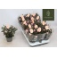 product/img.floraplaza.nl/119384-510-LIVE_fotos-0xDD5BA1AE4ADF55A20A8C2B7C48A2AC1FB50E7A1F.jpg