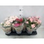 product/img.floraplaza.nl/119387-510-LIVE_fotos-0x4C79610C8944AC5ACD559D259E0FDBE48FFEDB08.jpg