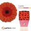 product/img.floraplaza.nl/119430-50-LIVE_fotos-0x999F3F9AC4CC7A9CA92C243897FA83760A9BEABD.jpg