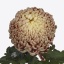 product/img.floraplaza.nl/119453-85-ART_fotos-VBN-vbn119453.jpg
