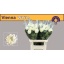 product/img.floraplaza.nl/119454-80-LIVE_fotos-0x1DE4C4F32AE1CE3B8EDC634DDCDE4DCC1657ADEC.jpg