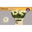 product/img.floraplaza.nl/119454-80-LIVE_fotos-0xCC99763EB0FCD671A4C94CD0D307CE3BAD742D3F.jpg