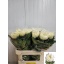 product/img.floraplaza.nl/119454-80-LIVE_fotos-0xE5E2C66003C25444AD6F706ABEFB451D365EF382.jpg