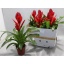 product/img.floraplaza.nl/119463-12-LIVE_fotos-0x4726991A208FDF25FED8B27E52ADC302D23374CF.jpg