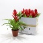 product/img.floraplaza.nl/119463-12-LIVE_fotos-0x5A6DCE7DBDEFE337CCA64B8633433E0753FE120A.jpg