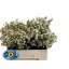 product/img.floraplaza.nl/119468-50-LIVE_fotos-0xCB9FEF11E4FCFA4DB075F2D25225EDF4E678562F.jpg
