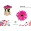 product/img.floraplaza.nl/119491-50-LIVE_fotos-0x170EFDD4E2B539BBD902DECD085B73CEBF06C707.jpg
