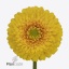 product/img.floraplaza.nl/119496-45-ART_Fotos-VBN-vbn119496.jpg