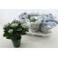 product/img.floraplaza.nl/119520-12-LIVE_fotos-0x464E0C8FC04E2DB0103539307F79ADADE338AE7B.jpg