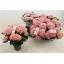 product/img.floraplaza.nl/119520-12-LIVE_fotos-0x482B03383446C899F7A005B00BA493D4C3F31E42.jpg