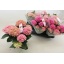 product/img.floraplaza.nl/119520-12-LIVE_fotos-0xE6C7B8674A0637C6F59D18CA445FCF200DBA5246.jpg