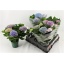 product/img.floraplaza.nl/119520-14-LIVE_fotos-0xA5AC67002E4C87B7122E5BE622CD5B397A13A5ED.jpg