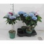 product/img.floraplaza.nl/119520-14-LIVE_fotos-0xD64D000BA9DCA0E7FE374D1ACF70802BA6942D7F.jpg