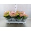 product/img.floraplaza.nl/119520-510-LIVE_fotos-0x10B562A3BF86247796BCB82DDBC513A87E6DD74F.jpg