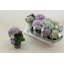 product/img.floraplaza.nl/119520-510-LIVE_fotos-0x1BEC053F6D142DDA9A439D740ED4A3C188B3BA15.jpg