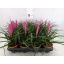 product/img.floraplaza.nl/119524-9-LIVE_fotos-0x26F48D08F2C4A36684756A49C287F152038F7881.jpg