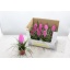 product/img.floraplaza.nl/119524-9-LIVE_fotos-0xE4D116E7071C43F1D18BDAC2E786703C5F050A0A.jpg