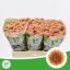 product/img.floraplaza.nl/119613-55-LIVE_fotos-0x7F41B75E8EC57F4B31D9F7BBA93B5623647AD97B.jpg