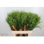 product/img.floraplaza.nl/119663-80-LIVE_fotos-0x9D28857B0837FE46C8B45489E81F63DD60EAC3C1.jpg