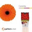 product/img.floraplaza.nl/119667-50-LIVE_fotos-0x2D1A5E828E2A2154FCB2F21E53AEFE67CE0986B8.jpg