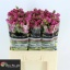 product/img.floraplaza.nl/119724-60-LIVE_fotos-0xCA034FBC8C9B63EFDB5173E40ACC255D4B3DAAB1.jpg
