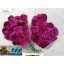 product/img.floraplaza.nl/119725-70-LIVE_fotos-0x405FFCEE54E124FDC8CF46FB36B0DA9CCE6F35D8.jpg