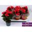 product/img.floraplaza.nl/119750-14-LIVE_fotos-0x4C97E8C6B5462BE78F2E23628CD2D989BA79E3D4.jpg