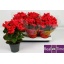 product/img.floraplaza.nl/119750-14-LIVE_fotos-0xAE85989225C9C7F24F6FEB2514567A0450DC9C19.jpg
