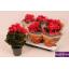 product/img.floraplaza.nl/119750-14-LIVE_fotos-0xE03C78C56D871F335D0B4757AF41AB2A028CA171.jpg