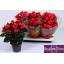 product/img.floraplaza.nl/119750-14-LIVE_fotos-0xE3FA915A2F3312576EB6B051C6FDD35DE7C3426F.jpg