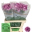 product/img.floraplaza.nl/119758-LIVE_fotos-0x461769BF2095960EFBA0057CD981CED3F1E47949.jpg