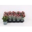 product/img.floraplaza.nl/119800-12-LIVE_fotos-0x106AD0F93BC8B67CC19DC7661C03979B67B20C30.jpg