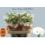 product/img.floraplaza.nl/119804-70-LIVE_fotos-0x7DF1F3AF829B66339C834D5C19BEB3AC4FCC85CF.jpg
