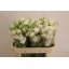 product/img.floraplaza.nl/119804-70-LIVE_fotos-0x91246C274FD8922E9432F8FE9329A461CD1F8ACA.jpg