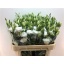 product/img.floraplaza.nl/119804-70-LIVE_fotos-0xB710D1483EA214419AFB09AFB2E364268EA9D4AE.jpg
