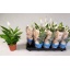 product/img.floraplaza.nl/119870-12-LIVE_fotos-0x223AEB8A7E7F2625E3F2BC2DBFF716B5C856047F.jpg