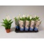 product/img.floraplaza.nl/119870-12-LIVE_fotos-0xFCA01773AFF8A00FC5C97BF97C3C88EFEA95A5E6.jpg