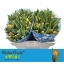 product/img.floraplaza.nl/119884-LIVE_fotos-0xB64579D8CFB30AAB195B5FA81FA7098FA55D8D7A.jpg