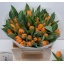 product/img.floraplaza.nl/119884-LIVE_fotos-0xFD673AC7CA425236667A0DF4251C5826CBC30513.jpg
