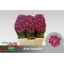 product/img.floraplaza.nl/119902-55-LIVE_fotos-0x121C003F40E2D1993C360E3D1EB00BED7C9ECF57.jpg