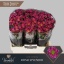 product/img.floraplaza.nl/119902-55-LIVE_fotos-0xDB0165E40C4B4894D228CA90359959BC4F492E93.jpg