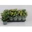 product/img.floraplaza.nl/119911-12-LIVE_fotos-0x12C75FD9AFD192D40B9D35967468AC01406D3634.jpg