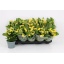 product/img.floraplaza.nl/119911-12-LIVE_fotos-0x2168A4723BE5A63EFB2141573161C5C724A2EDA4.jpg